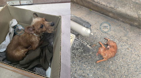 Lại thêm một em chó bị xe đâm trong cơn mưa lớn, đau đớn quằn quại giữa ngã 5 Cầu Đuống, Yên Viên