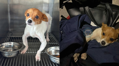 Còn nhớ hôm ấy, đã là quá nửa đêm khi một em chó nhỏ ngồi bệt trên mặt đường vắng, lạnh, dường như bất lực trước số phận tưởng như đã an bài