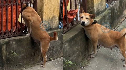 Em chó cái tội nghiệp đang mang trong mình những sinh linh bé nhỏ bị cột ở hàng rào và gần như là không thể nằm nghỉ