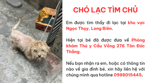 Chó lạc tìm chủ tại khu vực Ngọc Thụy, Long Biên
