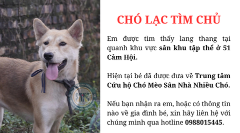 Chó lạc tìm chủ tại khu vực Cảm Hội