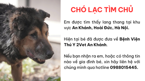 Chó lạc tìm chủ khu vực An Khánh, Hoài Đức, Hà Nội