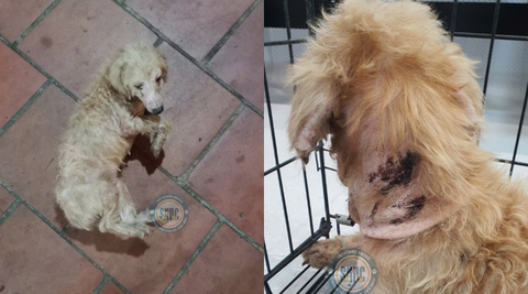 Người Hùng Giữa Cuộc Đời: Câu Chuyện Cưu Mang Chó Đi Lạc Tại Bệnh Viện Thú Y