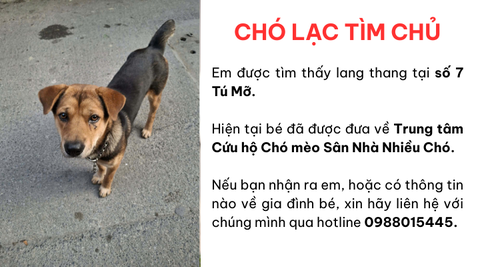 Chó lạc tìm chủ tại số 7 Tú Mỡ