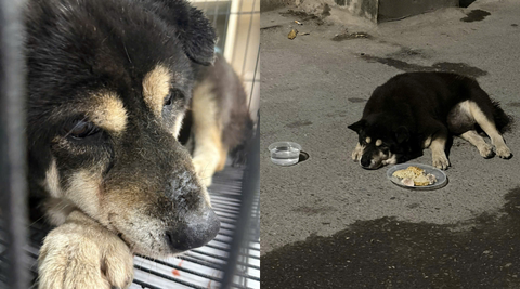 Nỗi nhớ người chủ cũ nhưng em đâu biết em đã bị bỏ rơi một cách phũ phàng từ lúc nào