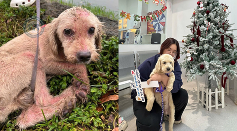 Cuộc đời của em chó tội nghiệp trải qua những cơn đau về thể chất cuối cùng cũng đã bước sang một trang mới