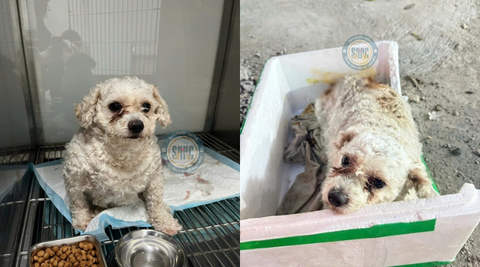 Thêm một sinh linh bé nhỏ đến với Sân