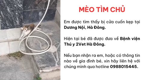 Mèo bị tai nạn tại Dương Nội, Hà Đông