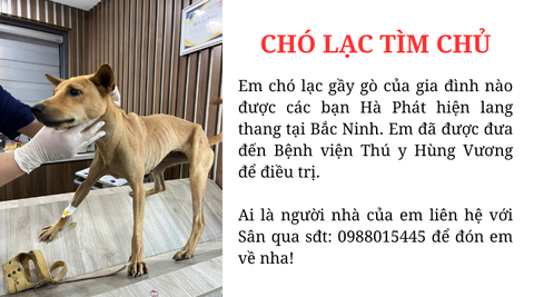 Chó lạc tìm chủ lang thang tại Bắc Ninh