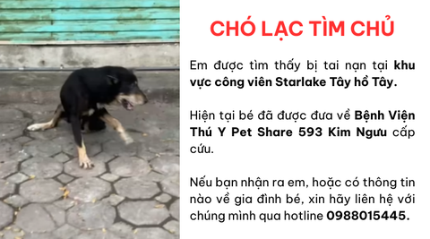 Chó gặp tai nạn tìm chủ tại khu vực công viên Starlake Tây hồ Tây