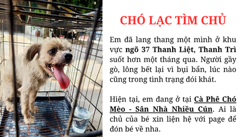Chó lạc tìm chủ tại khu vực ngõ 37 Thanh Liệt, Thanh Trì