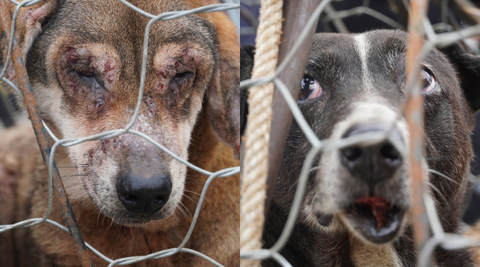 Năm hết, tết sắp đến, lại có nhiều đứa cún phải rời xa gia đình, chẳng bao giờ có ngày trở lại