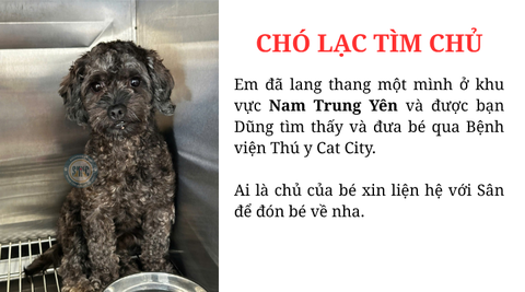 Chó lạc tìm chủ khu vực Nam Trung Yên