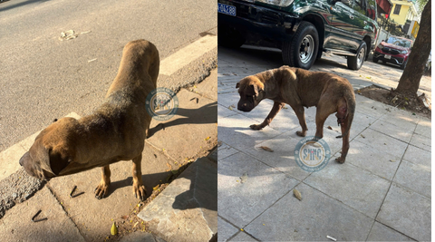 Em chó đáng thương với căn bệnh tưởng chừng chỉ có ở người