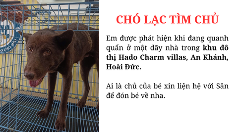 Chó lạc tìm chủ ở khu đô thị Hado Charm villas, An Khánh, Hoài Đức