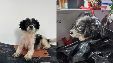 Ai đã nỡ lòng cho chú chó nhỏ đáng thương vào túi nilong rồi vứt trên cầu Nam Cao