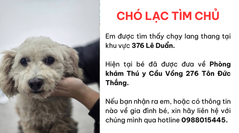 Chó lạc tìm chủ khu vực Lê Duẩn