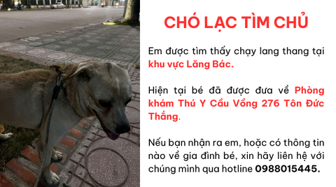Chó lạc tìm chủ khu vực Lăng Bác