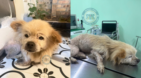 Bé chó nhỏ trong “thế giới lặng im” và làn da bị tổn thương