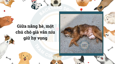 Giữa nắng hè, một chú chó già vẫn níu giữ hy vọng