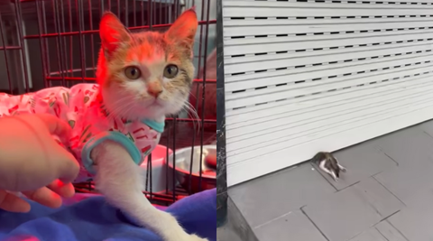 Em mèo con tội nghiệp bị mắc kẹt ở cửa cuốn