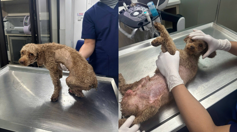 Em chó nhỏ bé được nhìn thấy đang lết trên đường Vũ Lăng, Thanh Trì, Hà Nội