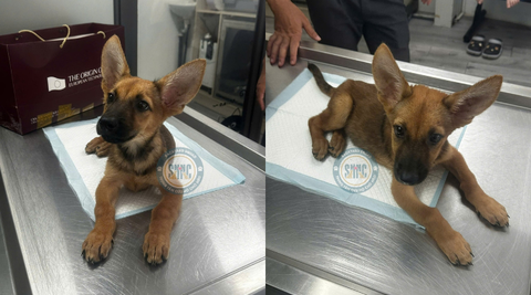 Em chó đáng thương với đôi chân bị liệt này được một người dân vớt lên từ dưới hồ trong khi đi câu cá vào một buổi sáng cuối tháng 7, tại Bái Đính, Ninh Bình