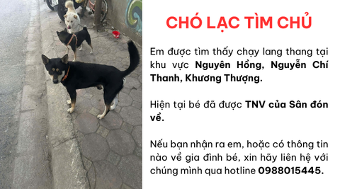 Chó lạc tìm chủ khu vực Nguyên Hồng, Nguyễn Chí Thanh, Khương Thượng