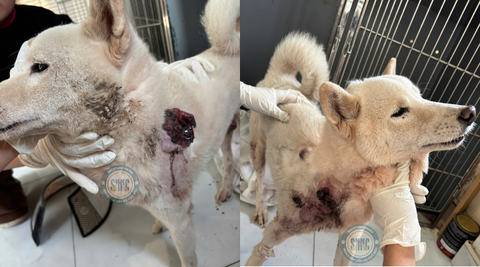 Em chó tội nghiệp mang trên mình những tổn thương lạc lõng trên con đường Âu Cơ