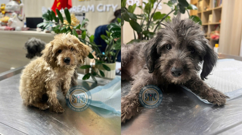 Hai em poodle nhỏ được phát hiện bị bỏ rơi tại địa chỉ 97/112 Ngọc Khánh