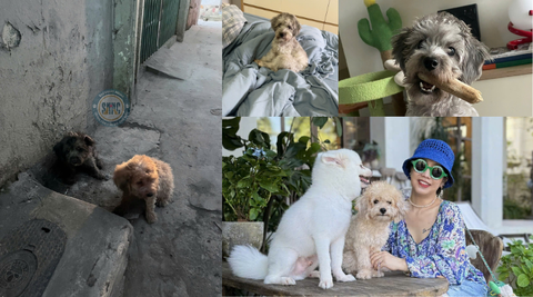 Hai em chó ngày nào bị bỏ rơi ở Ngọc Khánh nay đã có cho mình mái ấm riêng