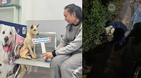 Chú chó gặp nạn trên cầu Thanh Trì vào đêm tháng 11 nay đã tìm thấy một gia đình cho riêng mình rồi