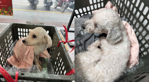 Chú chó tội nghiệp lạc lõng giữa thời tiết giá buốt gần khu vực hồ Linh Đàm
