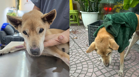 Em chó tội nghiệp được tìm thấy co ro mình lại trong ngày đông giá buốt