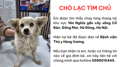 Chó lạc tìm chủ khu vực Yên Nghĩa gần cây xăng Cổ Bản