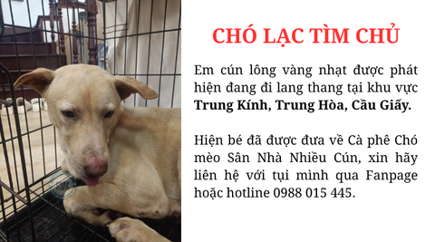 Chó lạc tìm chủ khu vực Trung Kính, Cầu Giấy, Hà Nội