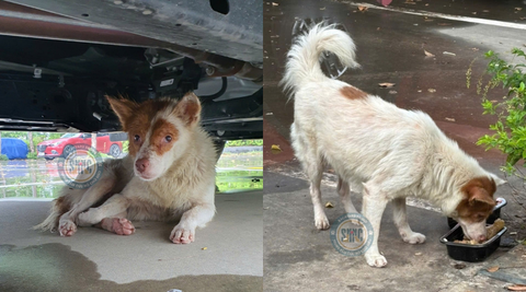 Em chó lang thang nhiều tháng trời ở bãi gửi xe của một khu chung cư trên phố Kẻ Tạnh