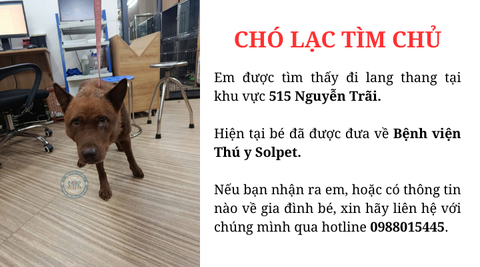 Chó lạc tìm chủ khu vực 515 Nguyễn Trãi