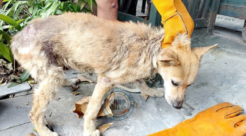 Chú chó với vết thương trên mình lang thang trên con đường Nguyễn Văn Linh