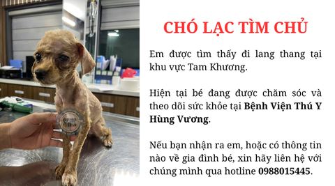 Chó lạc tìm chủ khu vực Tam Khương