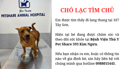 Chó lạc tìm chủ tại 167 Tây Sơn