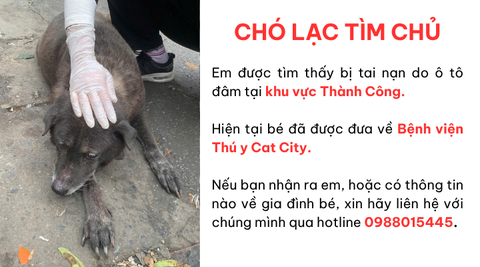 Chó gặp tai nạn tại khu vực Thành Công, Hà Nội cần tìm lại gia đình