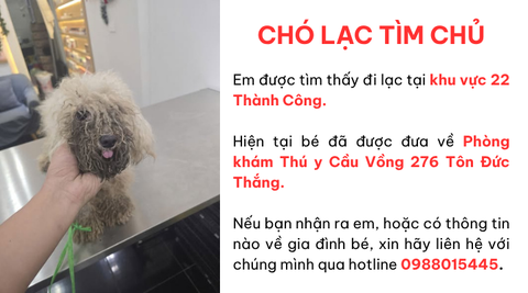 Chó lạc tìm chủ tại khu vực 22 Thành Công