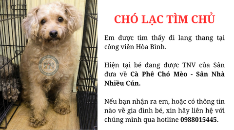 Chó lạc tìm chủ tại công viên Hòa Bình