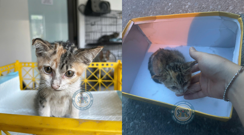 Hy vọng còn rất ít nhưng Sân quyết định nắm lấy để cứu sống em mèo nhỏ