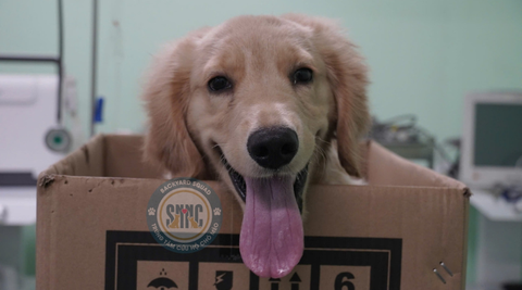 Xinh, yêu lắm nhưng người ta chẳng muốn nhận nuôi em chỉ vì em bị tật rồi