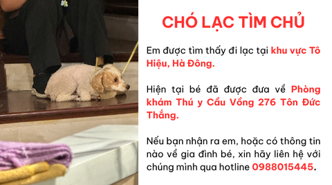 Chó lạc tìm chủ khu vực Tô Hiệu, Hà Đông