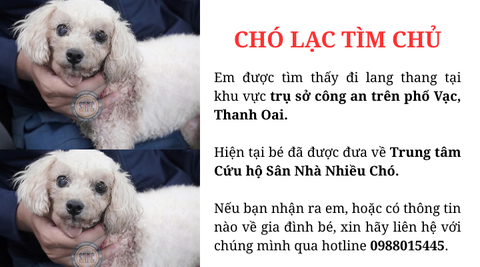 Chó lạc tìm chủ khu vực Thanh Oai