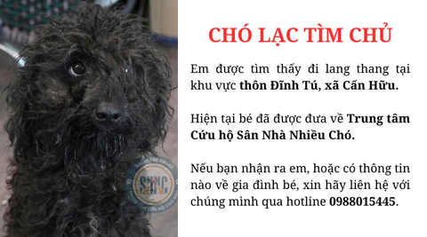 Chó lang thang đi lạc lâu ngày tìm chủ khu vực Cấn Hữu