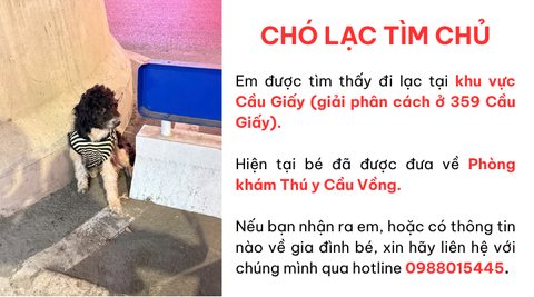Chó lạc tìm chủ quanh khu vực 359 Cầu Giấy